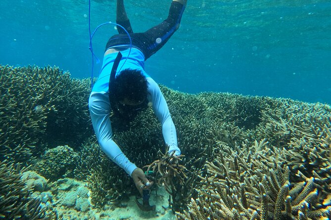 Reef Rehabilitation Course and Snorkeling - Booking, cancellation, and practical value