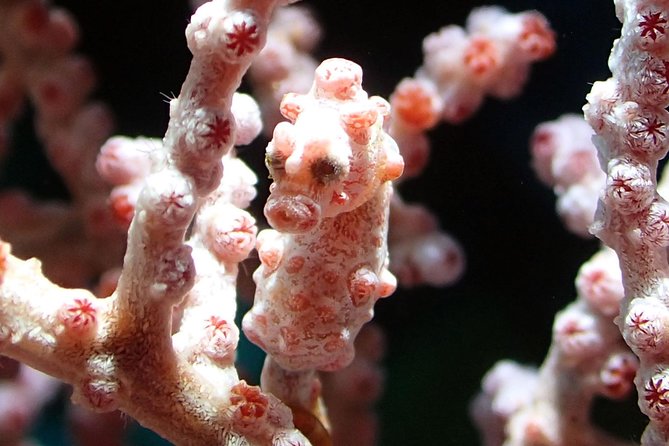 Scuba Diving Gili Tepekong & Mimpang 2 dives for certified divers - The 7:30 a.m. start and journey to Padangbai