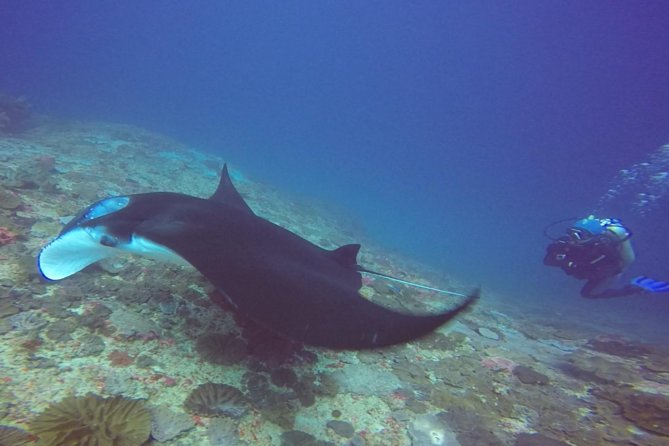 Scuba Diving in Nusa Penida - Manta Point - From Sanur pickup to the Neptune Scuba briefing