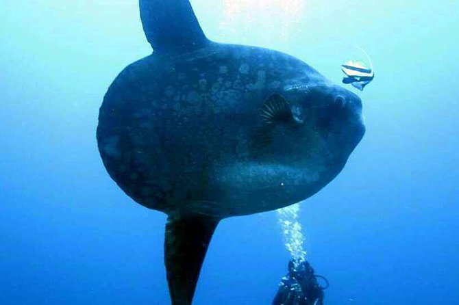 Scuba Diving in Nusa Penida - Manta Point - Two sessions or three, and why the choice matters