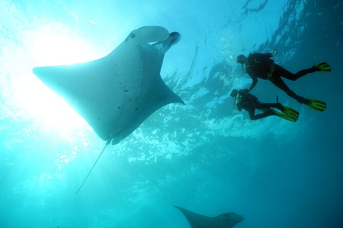 Scuba Diving Nusa Penida Manta Point 3 dives for certified divers - Why Manta Point is the main attraction