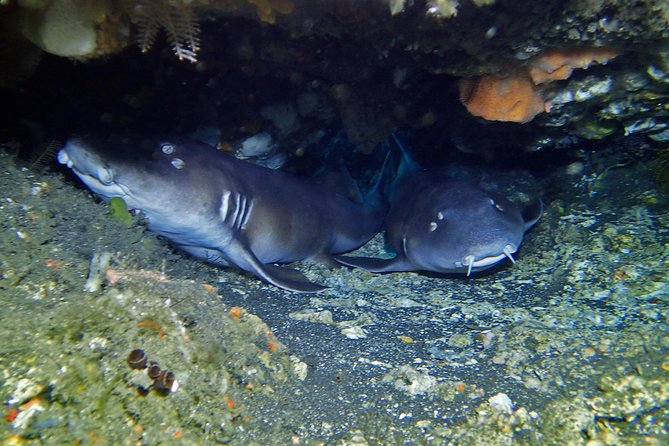 Scuba Diving Nusa Penida Manta Point 3 dives for certified divers - A small group with a safety-first setup
