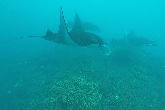 Scuba Diving Nusa Penida Manta Point 3 dives for certified divers - The real timetable, from hotel to return