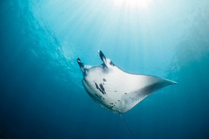 Scuba Diving Nusa Penida Manta Point 3 dives for certified divers - Who will get the most from this trip?
