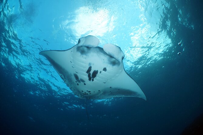 Scuba Diving Nusa Penida Manta Point 3 dives for certified divers - What to bring and what to confirm