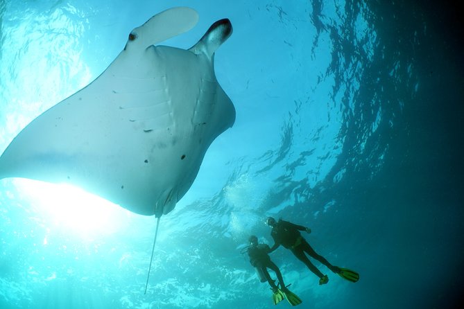 Scuba Diving Nusa Penida Manta Point 3 dives for certified divers - Crystal Bay, mola-mola, and the second underwater stop