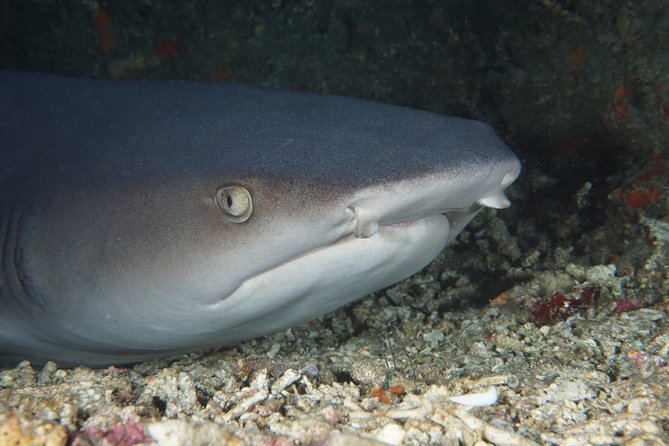 Scuba Diving Padangbai Shark Point 2 dives for certified divers - Key points to know before booking