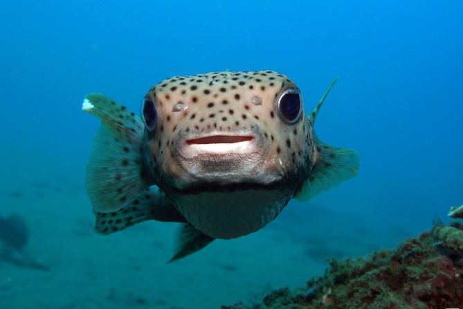 Scuba Diving Padangbai Shark Point 2 dives for certified divers - Why Padangbai makes a good one-day underwater trip