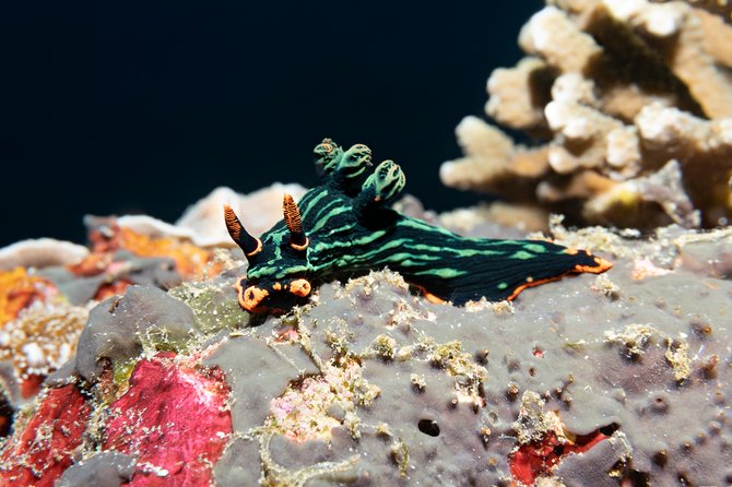 Scuba Diving Padangbai Shark Point 2 dives for certified divers - Shark Point for reef sharks and turtles