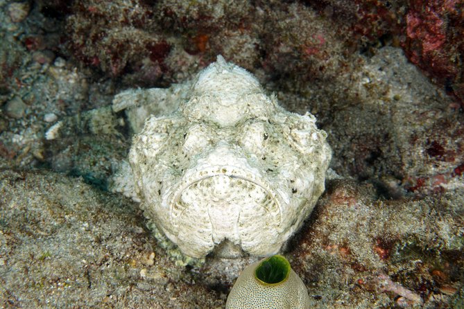 Scuba Diving Padangbai Shark Point 2 dives for certified divers - Blue Lagoon and Padangbai’s macro life