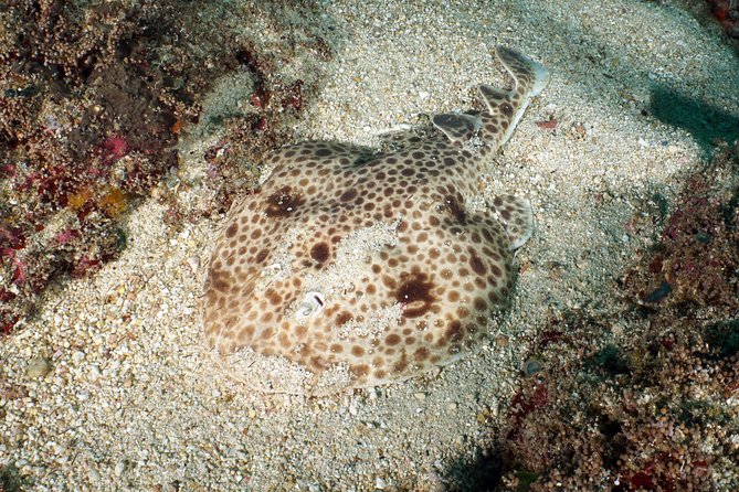 Scuba Diving Padangbai Shark Point 2 dives for certified divers - Other Padangbai sites in the area