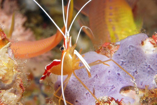 Scuba Diving Padangbai Shark Point 2 dives for certified divers - What the small guide ratio means for you