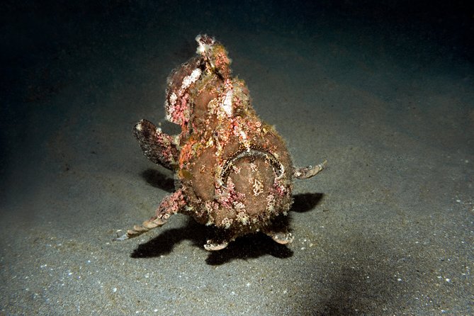 Scuba Diving Padangbai Shark Point 2 dives for certified divers - Equipment, lunch, and the details that affect value