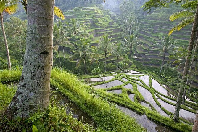 Selogriyo Temple and Trekking Java Rice Terraces, hidden waterfall -Nature Java - Coffee with a view near Selogriyo