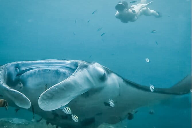 Snorkeling 3 Spots with GoPro & West Coast Tour Nusa Penida - Gamat Bay brings coral and marine life
