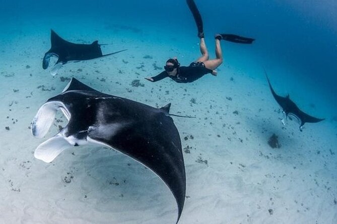 Snorkeling 4 Spot With Manta Bay Or Optional Land Trip - Key things to know before you book