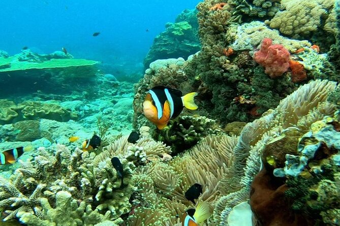 Snorkeling 4 Spot With Manta Bay Or Optional Land Trip - The Sanur fastboat option and meeting point