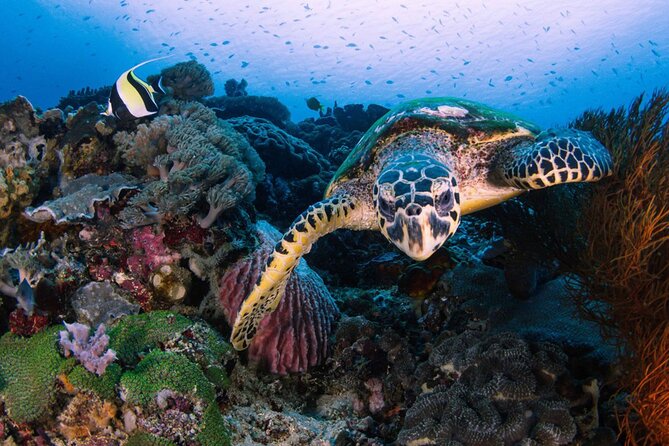 Snorkeling 4 Spot With Manta Bay Or Optional Land Trip - Gamat Bay for coral and colorful fish