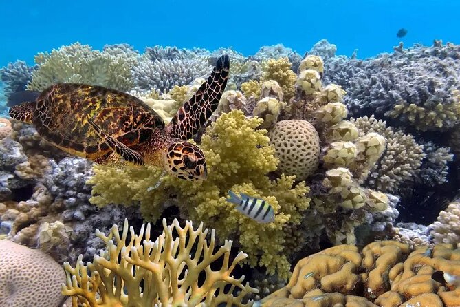 Snorkeling 4 Spots, Manta Rays, Tembeling Pool & Kelingking Beach - The 6:00 a.m. start from Bali