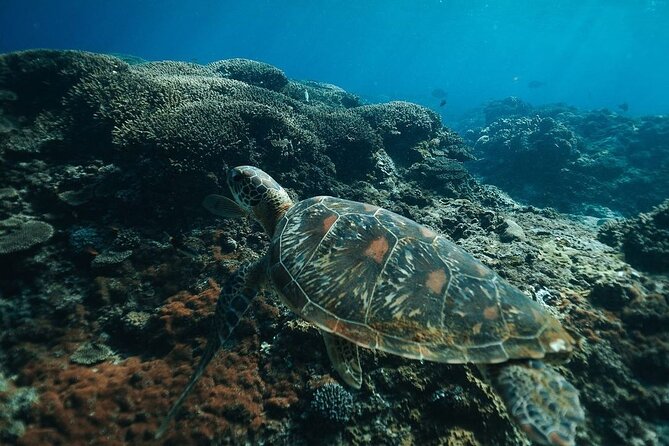 Snorkeling 4 Spots, Manta Rays, Tembeling Pool & Kelingking Beach - What the guides add to the day