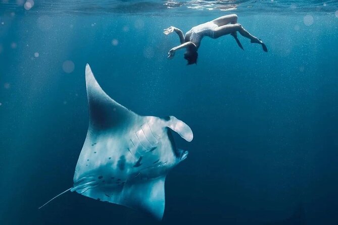 Snorkeling 4 Spots, Manta Rays, Tembeling Pool & Kelingking Beach - Lunch at El Moon Penida