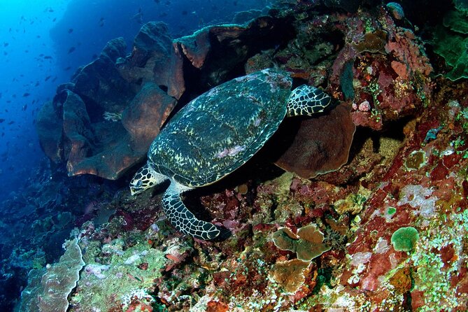 Snorkeling Adventure with East Nusa Penida Tour All Inclusive - A full day from Sanur to Nusa Penida