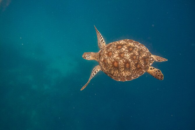 Snorkeling and Freediving Trip around Nusa Penida - SD Point: a slower finish with turtle potential