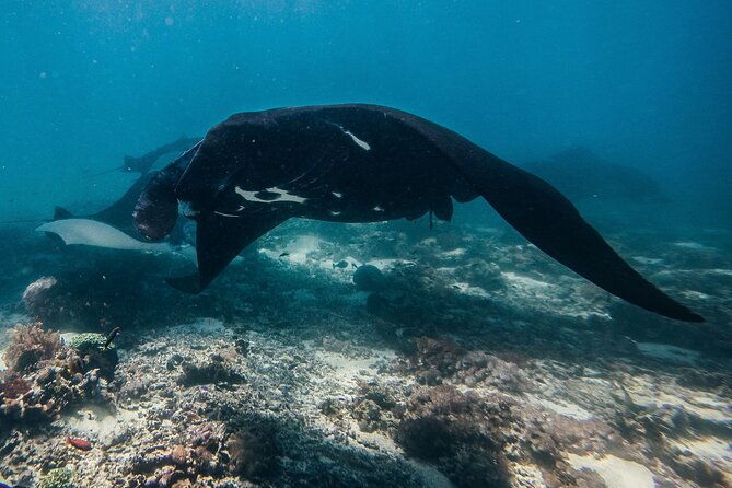 Snorkeling and Freediving Trip around Nusa Penida - Toyapakeh Wall: a better reef stop than a filler