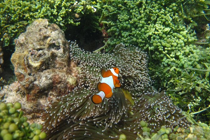 Snorkeling and Island Hopping Tour in Karimunjawa (sharing tour) - The first reef stop and the search for Nemo