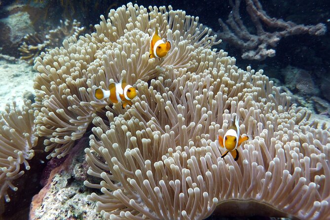 Snorkeling and Island Hopping Tour in Karimunjawa (sharing tour) - The second island and a sunset boat ride