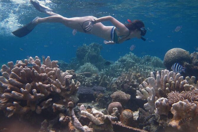 Snorkeling and Island Hopping Tour in Karimunjawa (sharing tour) - Practical details before you book