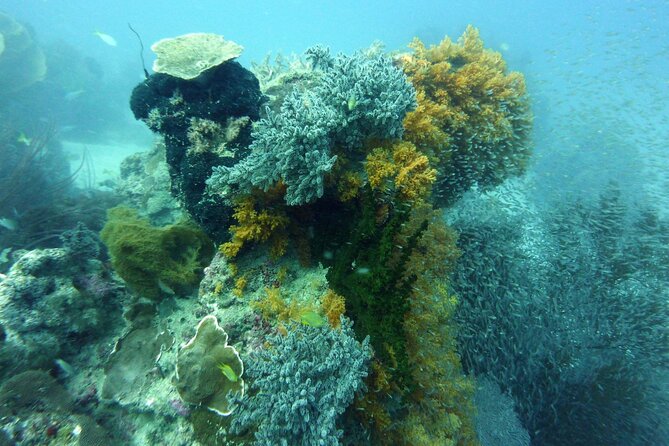 Snorkeling and Island Hopping Tour in Karimunjawa (sharing tour) - Final call: a good-value Karimunjawa introduction