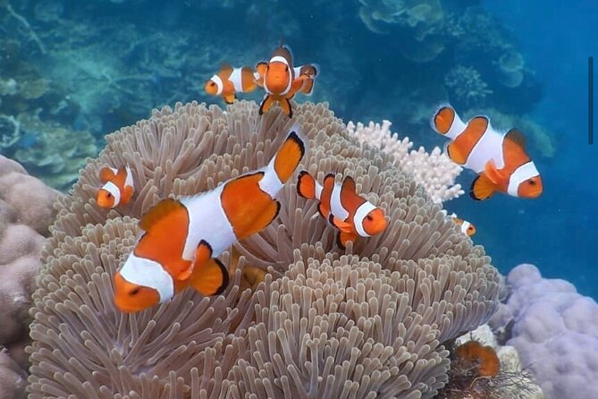 Snorkeling At Blue lagoon And Hidden waterfall - Satria Coffee Plantation and a Balinese lunch