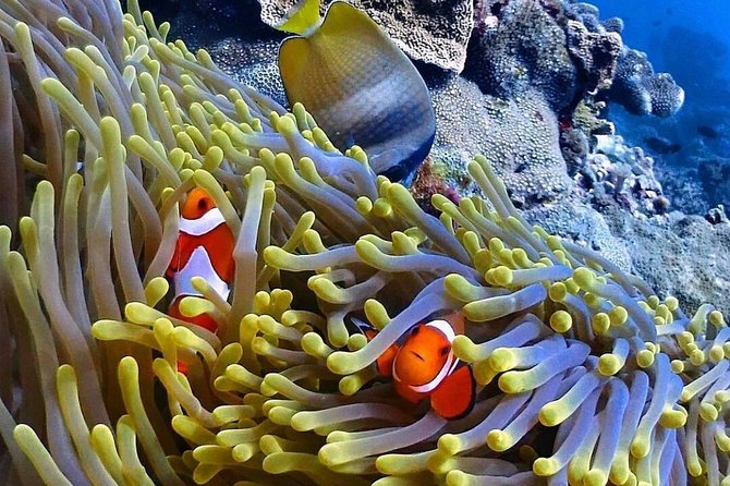 Snorkeling At Blue lagoon And Hidden waterfall - Who will enjoy this day most