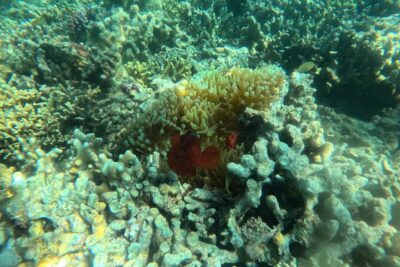 Snorkeling at Menjangan Island Bali Hidden Underwater Gem