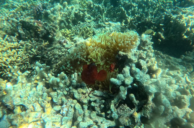 Snorkeling at Menjangan Island Bali Hidden Underwater Gem - Lunch on the island and what is included