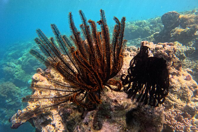 Snorkeling at Menjangan Island Bali Hidden Underwater Gem - The guide makes the difference