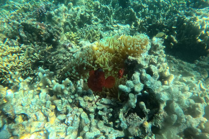 Snorkeling at Menjangan Island Bali Hidden Underwater Gem - The boat from Banyuwedang Beach