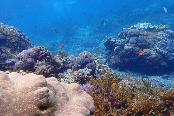 Snorkeling Day Trip To Lembongan and Penida - Lunch is a useful break, not an afterthought