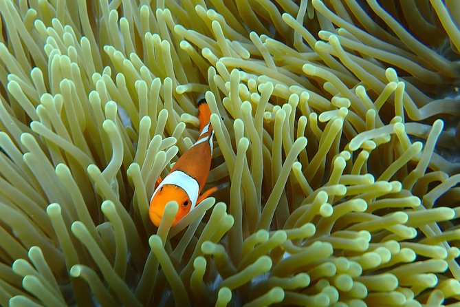 Snorkeling Day Trip To Lembongan and Penida - Safety deserves careful attention