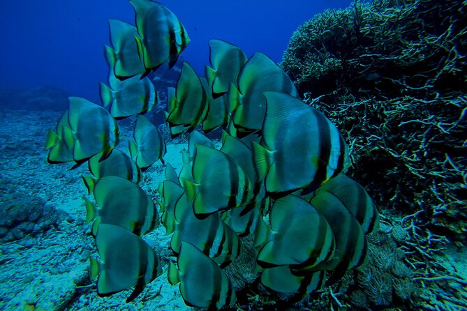 Snorkeling Day Trip to Nusa Lembongan and Nusa Penida - Who will enjoy this day most?