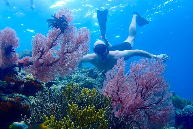 Snorkeling in Menjangan Island with Pickup and Lunch - Key points at a glance