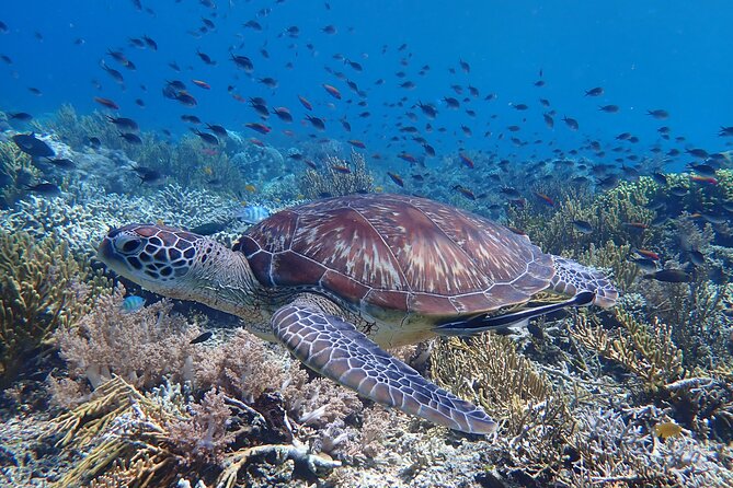 Snorkeling in Menjangan Island with Pickup and Lunch - What the 9:00 a.m. start looks like
