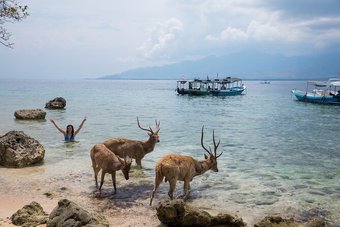 Snorkeling in Menjangan Island with Pickup and Lunch - The beach break, lunch, and a chance to see deer