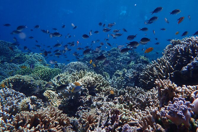 Snorkeling in Menjangan Island with Pickup and Lunch - The second water session and return to Bali