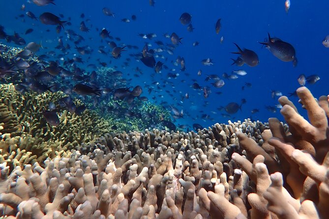 Snorkeling in Menjangan Island with Pickup and Lunch - What is included for $39.73