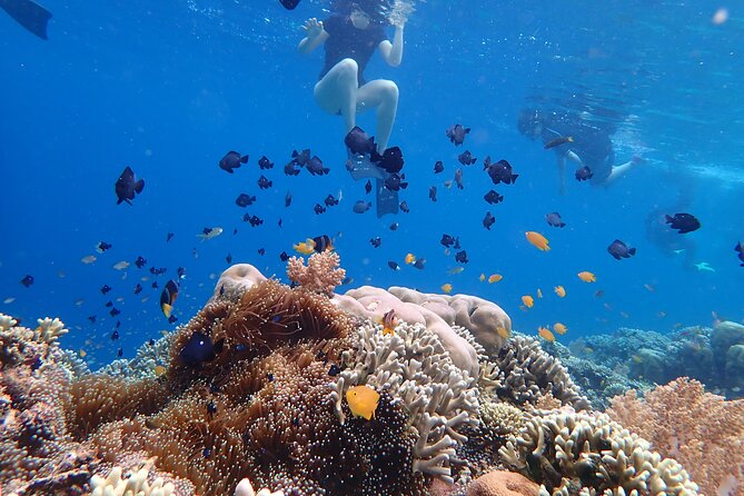Snorkeling in Menjangan Island with Pickup and Lunch - Equipment, photos, and practical comfort
