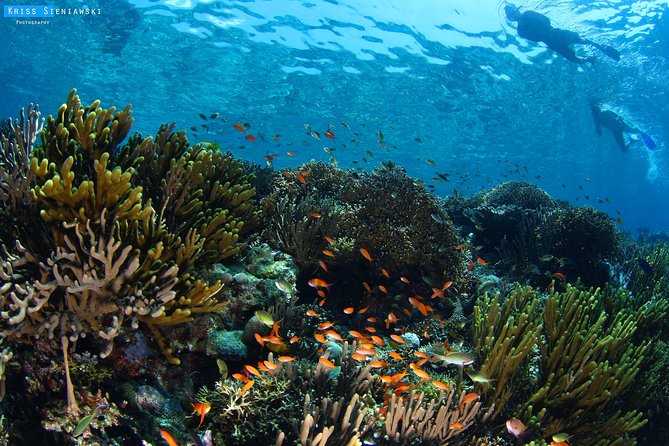 Snorkeling in Menjangan Marine Park - Discover abundant marine life of Pemuteran - Key points to know before booking