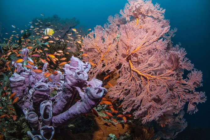 Snorkeling in Menjangan Marine Park - Discover abundant marine life of Pemuteran - Why Menjangan is a good place for snorkeling