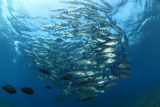 Snorkeling in Menjangan Marine Park - Discover abundant marine life of Pemuteran - A second session and the rhythm of the day